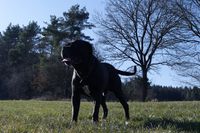 Cane Corso Bayern Rüde Aaron